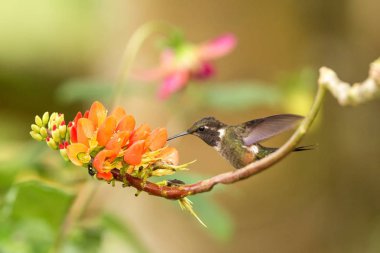Mor boğazlı burmeisteri oturan portakal çiçeği ile şube, sinekkuşu nektar çiçek, Kolombiya, üzerinden emme tropik ormandaki kuş Çiçek bahçesinde üzerinde dinlenme tüneyen, küçük güzel kuş