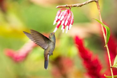 Ak kuyruklu hillstar Bahçe, beyaz ve kırmızı çiçek yanındaki tropikal orman, Kolombiya, açık renkli arka plan, mavi boğaz ve uzanmış kanatlar ile güzel sinek kuşu kuş uçan