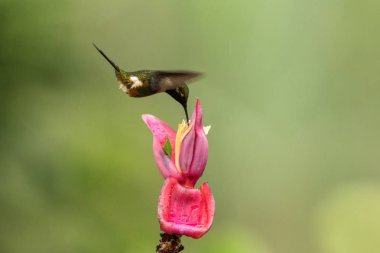 Mor boğazlı burmeisteri Pembe çiçek yanındaki hovering ile Bahçe, güzel sinekkuşu nektar çiçek üzerinden emme tropikal orman, Kolombiya, kuş kanatları, doğa yaban hayatı sahne uzanmış