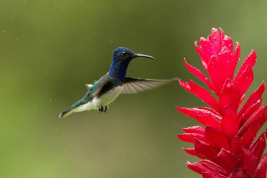 Yağmurda kırmızı çiçek yanındaki hovering jacobin, beyaz yakalı ile Bahçe, güzel sinekkuşu nektar çiçek üzerinden emme tropikal orman, Kolombiya, kuş kanatları, doğa yaban hayatı sahne uzanmış.