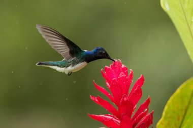 Yağmurda kırmızı çiçek yanındaki hovering jacobin, beyaz yakalı ile Bahçe, güzel sinekkuşu nektar çiçek üzerinden emme tropikal orman, Kolombiya, kuş kanatları, doğa yaban hayatı sahne uzanmış.