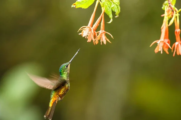 オレンジ色の花 横ホバリング黄金腹 Starfrontlet 熱帯林 コロンビア 広げた翼 野生動物のシーン エキゾチックな庭園 美しいハチドリの花から蜜を吸う鳥 — ストック写真