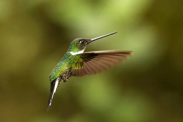 Gekraagde Inca Zweven Lucht Tropisch Woud Colombia Vogel Zuigen Nectar — Stockfoto