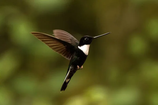 Gekraagde Inca Zweven Lucht Tropisch Woud Colombia Vogel Zuigen Nectar — Stockfoto