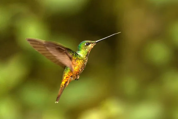 Golden Bellied Starfrontlet Svävar Luften Tropisk Skog Colombia Fågel Suger — Stockfoto