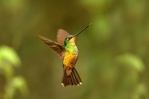 Golden Bellied Starfrontlet Svävar Luften Tropisk Skog Colombia Fågel Suger — Stockfoto