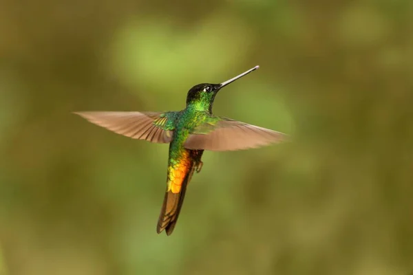 Gouden Bellied Starfrontlet Zweven Lucht Tropisch Woud Colombia Vogel Zuigen — Stockfoto