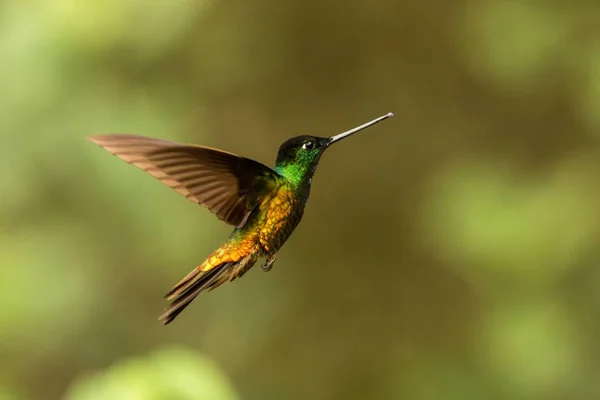 Gouden Bellied Starfrontlet Zweven Lucht Tropisch Woud Colombia Vogel Zuigen — Stockfoto