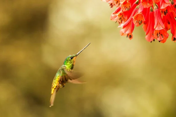 赤い花の横に浮かぶ黄金腹 Starfrontlet 熱帯林 コロンビア 広げた翼 自然野生動物シーン エキゾチックな庭園 美しいハチドリの花から蜜を吸う鳥 — ストック写真
