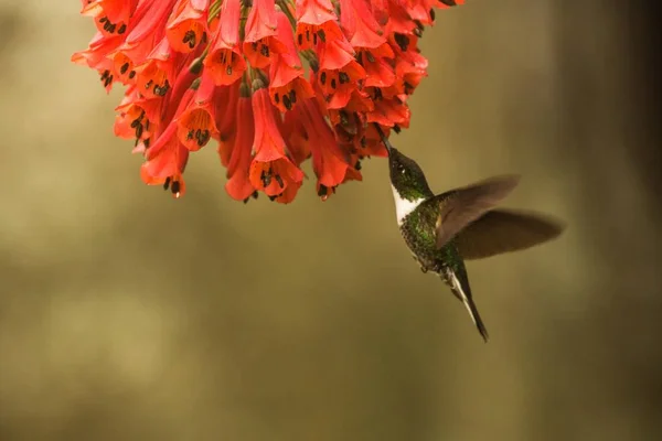 襟付きインカの赤い花の横に浮かぶ 熱帯林 コロンビア 鳥の庭の花 広げた翼 自然野生動物シーン エキゾチックな冒険と美しいハチドリから吸い蜜 — ストック写真