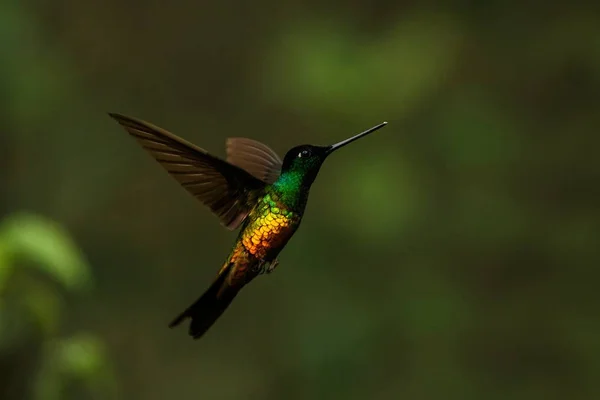 Golden Bellied Starfrontlet Hovering Air Tropical Forest Colombia Bird Sucking — Stock Photo, Image