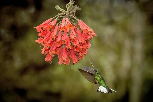 Inca Colarinho Pairando Lado Flor Vermelha Floresta Tropical Colômbia Pássaro — Fotografia de Stock