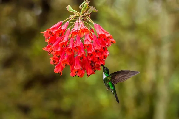 Комір Інків Завис Поруч Червона Квітка Тропічний Ліс Колумбія Птах — стокове фото