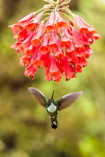 Collared Inca Svävar Bredvid Röd Blomma Tropisk Skog Colombia Fågel — Stockfoto
