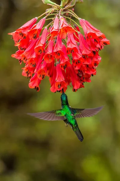 被收集的英卡徘徊在红花旁边 热带森林 哥伦比亚 鸟吸吮花蜜从开花在花园里 美丽的蜂鸟与伸出翅膀 自然野生动物场景 异国情调的冒险 — 图库照片