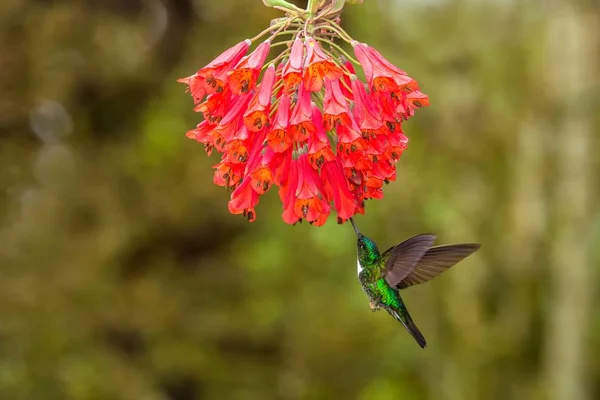 襟付きインカの赤い花の横に浮かぶ 熱帯林 コロンビア 鳥の庭の花 広げた翼 自然野生動物シーン エキゾチックな冒険と美しいハチドリから吸い蜜 — ストック写真