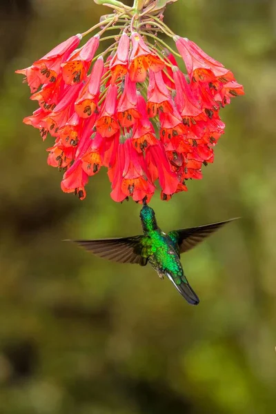 被收集的英卡徘徊在红花旁边 热带森林 哥伦比亚 鸟吸吮花蜜从开花在花园里 美丽的蜂鸟与伸出翅膀 自然野生动物场景 异国情调的冒险 — 图库照片