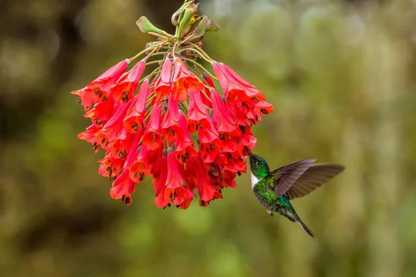 Gekraagde Inca Zweven Naast Rode Bloem Tropisch Woud Colombia Bird — Stockfoto
