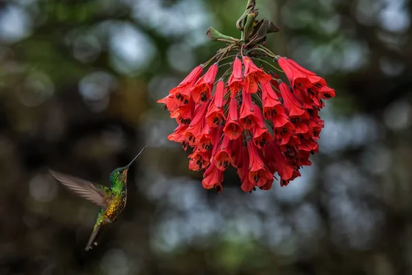 Goldbauch Sternchen Schwebt Neben Roter Blume Tropischem Wald Kolumbien Vogel — Stockfoto