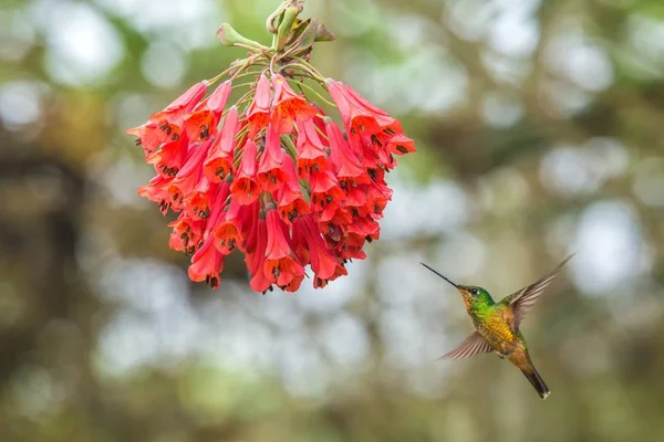 Golden Bellied Starfrontlet Pairando Lado Flor Vermelha Floresta Tropical Colômbia — Fotografia de Stock