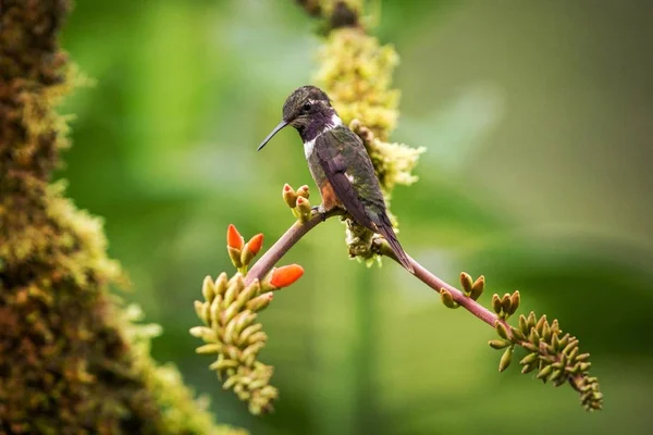 Estrella Madera Morada Sentada Rama Colibrí Del Bosque Tropical Colombia —  Fotos de Stock