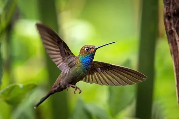 Colibri Queue Blanche Planant Dans Les Airs Jardin Forêt Tropicale — Photo