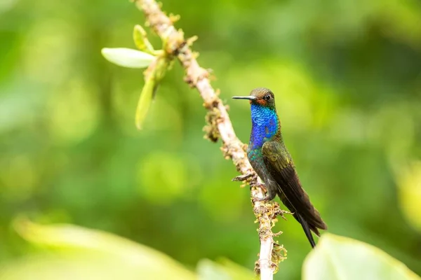 White Tailed Hillstar Sentado Ramo Beija Flor Floresta Tropical Colômbia — Fotografia de Stock