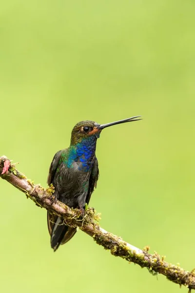 Colibri Queue Blanche Assis Sur Une Branche Colibri Forêt Tropicale — Photo