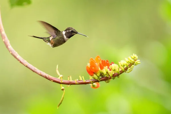Purple Throated Kolibries Zweven Naast Oranje Bloem Tropisch Woud Colombia — Stockfoto
