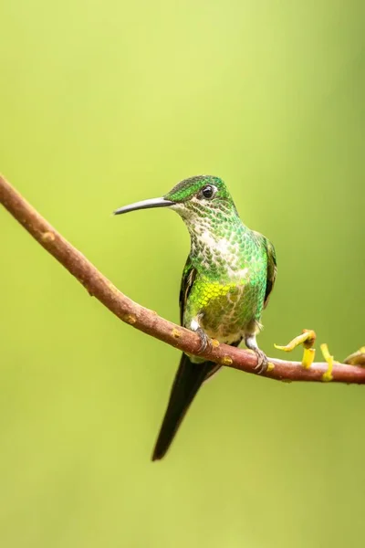 Emperatriz Brillante Sentada Rama Colibrí Del Bosque Tropical Colombia Pájaro — Foto de Stock