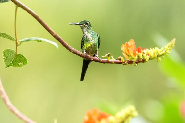 Imperatriz Brilhante Sentado Ramo Beija Flor Floresta Tropical Colômbia Pássaro — Fotografia de Stock