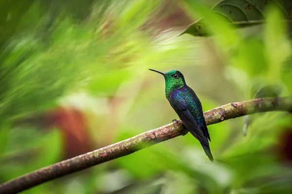 Thalurania Green Koronowany Siedzi Gałęzi Koliber Lasów Tropikalnych Kolumbia Ptaka — Zdjęcie stockowe
