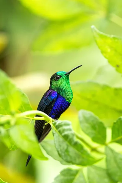Green Crowned Woodnymph Sitting Branch Hummingbird Tropical Forest Colombia Bird — Stock Photo, Image
