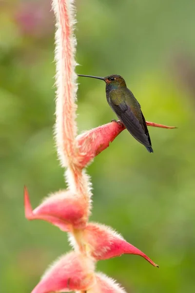 White Tailed Hillstar Sitting Big Red Flower Hummingbird Tropical Forest — Stock Photo, Image