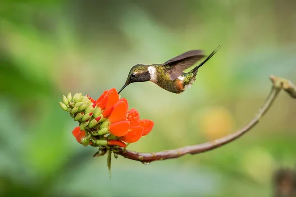 Estrella Madera Garganta Púrpura Flotando Junto Flor Naranja Bosque Tropical — Foto de Stock