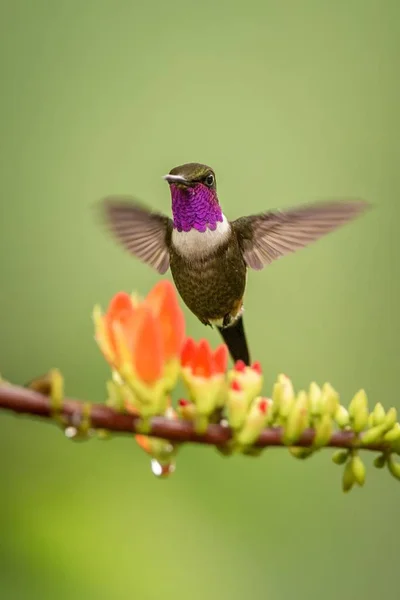 紫红色的木星盘旋在橙色的花旁边 热带森林 哥伦比亚 鸟吸吮花蜜从开花在庭院里 美丽的蜂鸟与伸出翅膀 自然野生动物场面 — 图库照片