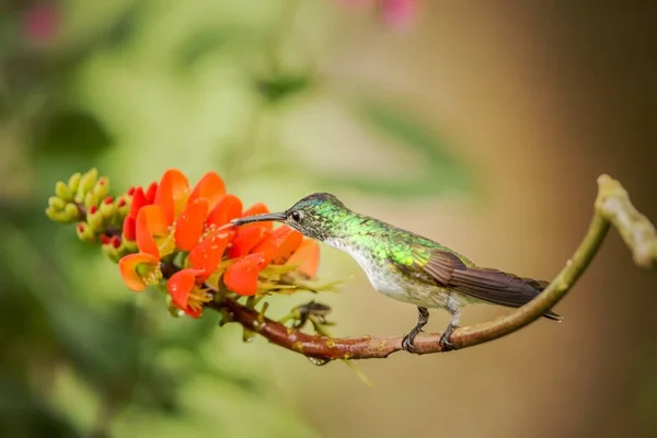 Andské Smaragd Sedící Větvi Pomerančovým Květem Kolibřík Tropického Lesa Sání — Stock fotografie