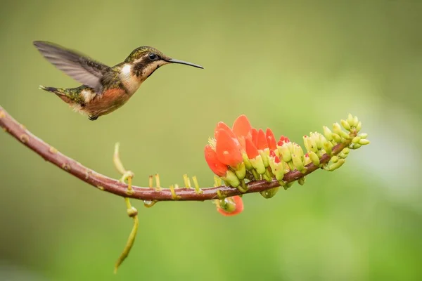 Fialová Throated Woodstar Vznášející Vedle Oranžová Květina Tropický Prales Kolumbie — Stock fotografie