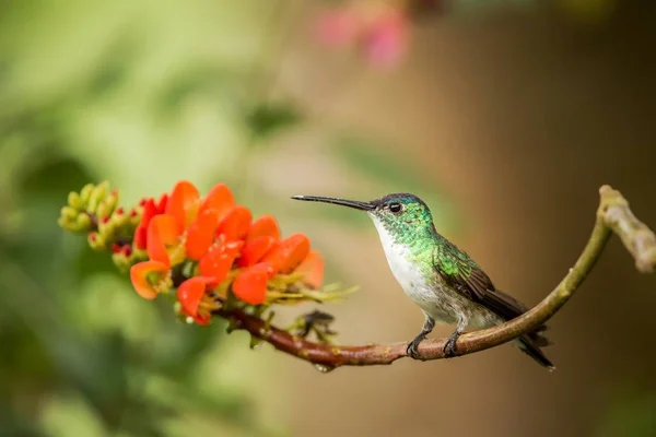 Andean Emerald Sitting Branch Orange Flower Hummingbird Tropical Forest Sucking — Stock Photo, Image