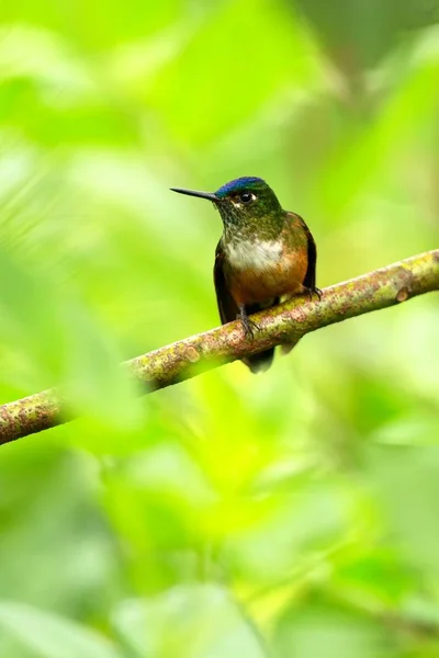 Маленькая Колибри Сидит Ветке Тропический Лес Бразилия Птичий Окунь Крошечная — стоковое фото