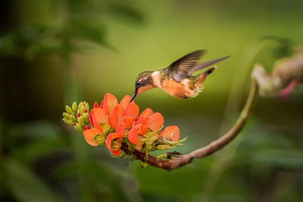 자주색 Woodstar 오렌지 콜롬비아 조류와 꽃에서 — 스톡 사진
