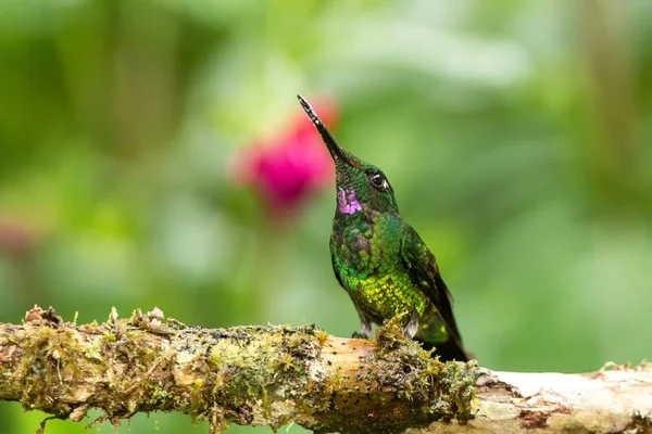 Imperatriz Brilhante Sentado Ramo Beija Flor Floresta Tropical Colômbia Pássaro — Fotografia de Stock