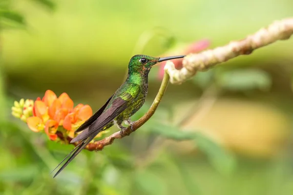 Imperatriz Brilhante Sentado Ramo Com Flor Laranja Beija Flor Floresta — Fotografia de Stock