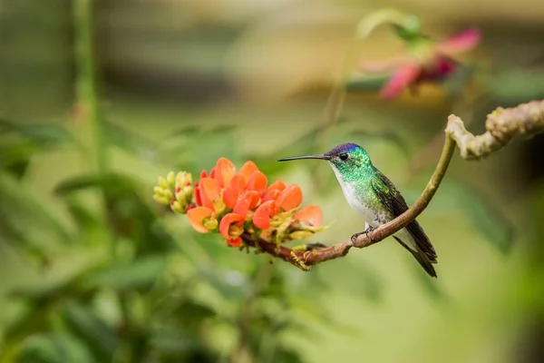 オレンジ色の花 熱帯林 コロンビアの花から蜜を吸うハチドリの枝の上に座ってエメラルド アンデス鳥の庭 自然の中で花に止まった 小さな美しい鳥します — ストック写真