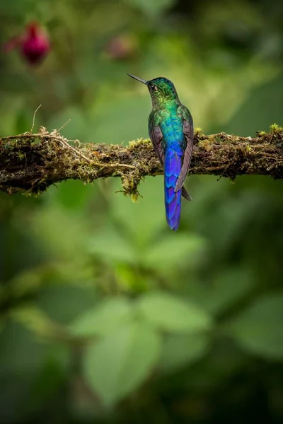 Silfa Cauda Violeta Sentado Ramo Beija Flor Floresta Tropical Colômbia — Fotografia de Stock