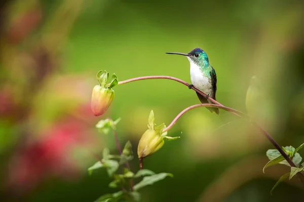 Krásný Pták Západní Smaragd Sedící Větvi Kolibřík Tropických Lesů Kolumbie — Stock fotografie