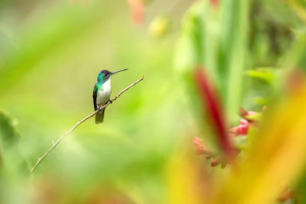 西部翡翠坐在树枝上 蜂鸟从热带森林 哥伦比亚 鸟栖息 小美丽的鸟休息在花园里的花 五颜六色的背景与花 自然场景 野生动物 — 图库照片
