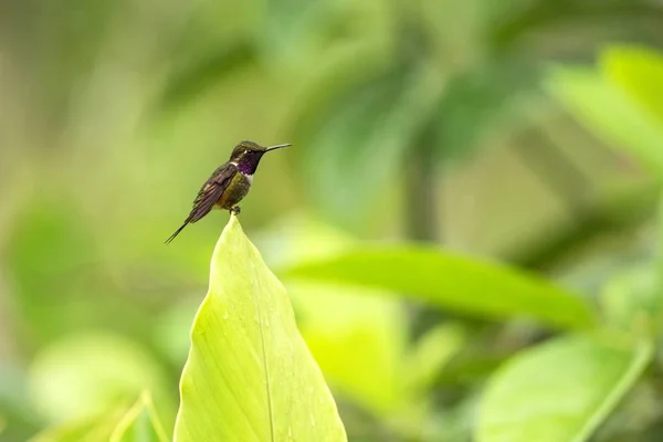 Purple-throated woodstar sitting on leave, hummingbird from tropical forest,Colombia,bird perching,tiny beautiful bird resting on flower in garden,green background,nature scene,exotic adventure