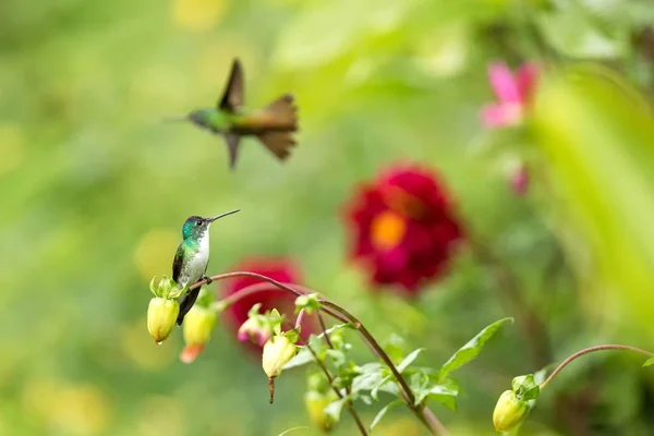 西部翡翠坐在树枝上 蜂鸟从热带森林 哥伦比亚 鸟栖息 小美丽的鸟休息在花园里的花 五颜六色的背景与花 自然场景 野生动物 — 图库照片