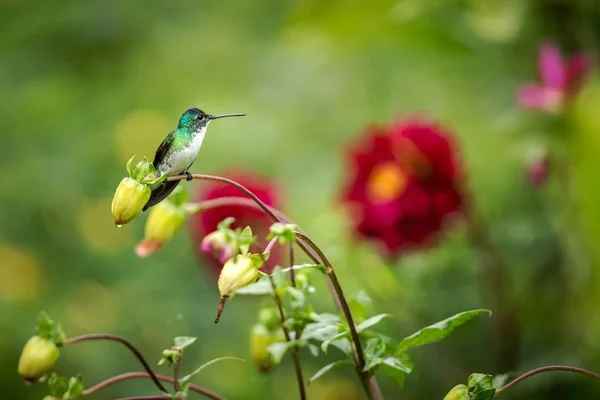 Western Emerald Zittend Een Tak Kolibrie Uit Tropisch Woud Colombia — Stockfoto